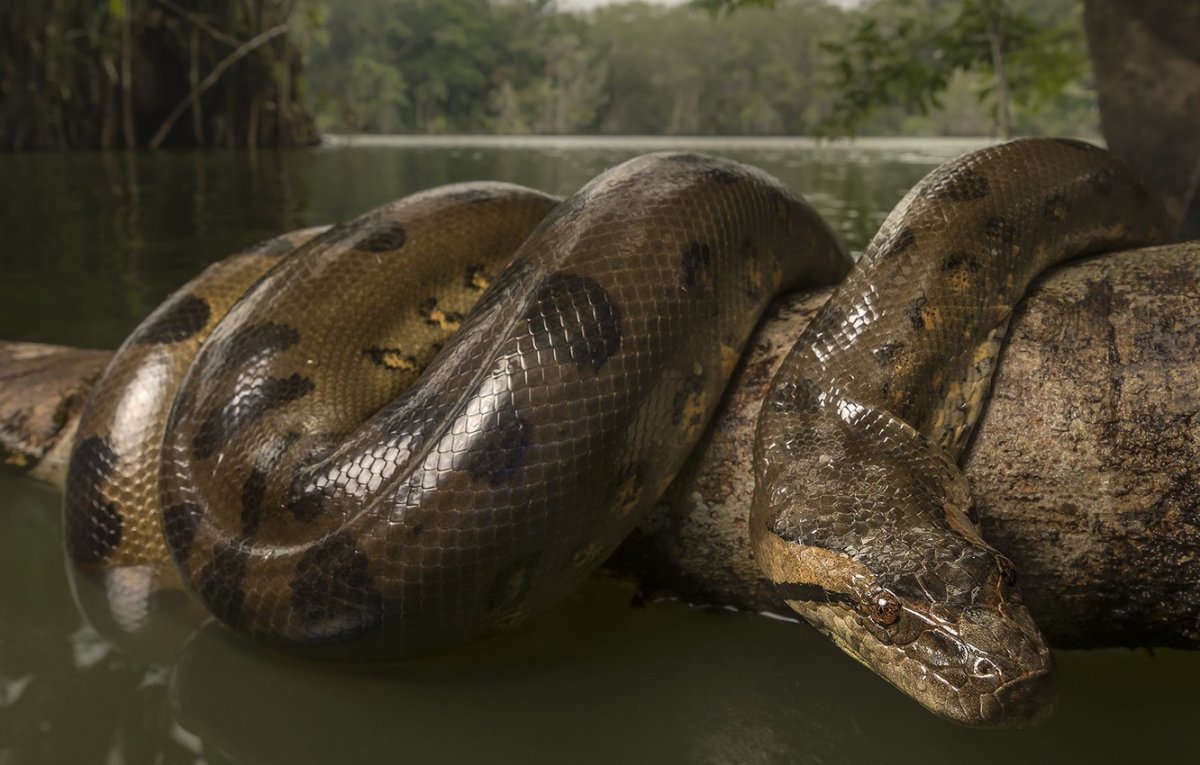 Forget the Alligators – Beware of Anacondas at Claremore Lake! 